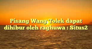 Pisang Wang Tolek dapat dihibur oleh raghuwa : Situs2